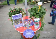 Toscana, now Summer Breeze, won the Fleurostar award 2011/2012